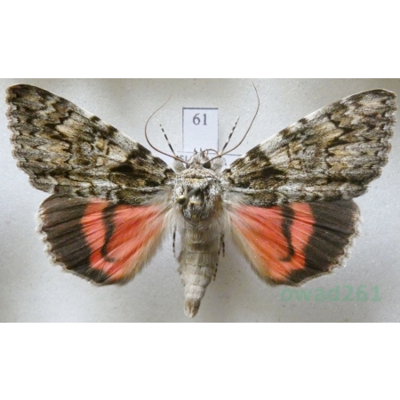 Catocala promissa (Denis & Schiffermüller, 1775) Wstęgówka narzeczona Slovakia 54mm61